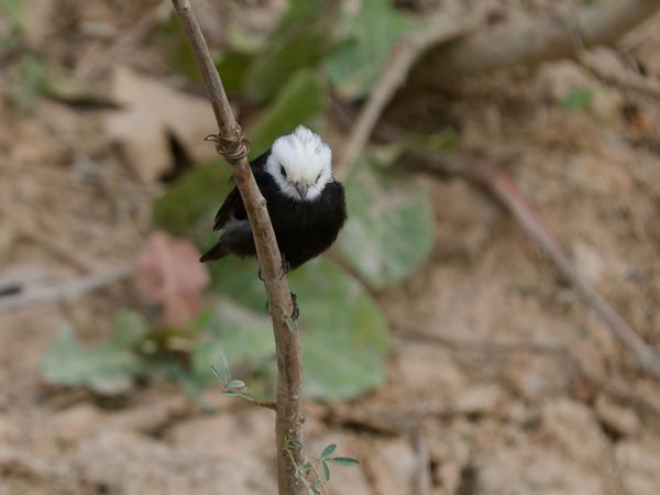 Witkopwatertiran (Arundinicola leucocephala)